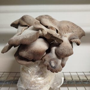 kit cultivo setas cardo negro