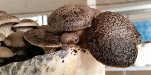 bolsa de cultivo seta cardo