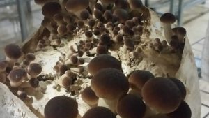 Alpaca de seta de chopo agrocybe aegrita primera fase