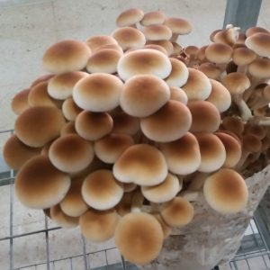 bolsa de cultivo con setas de chopo