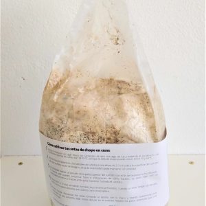 Kit de cultivo de melena de león ECO