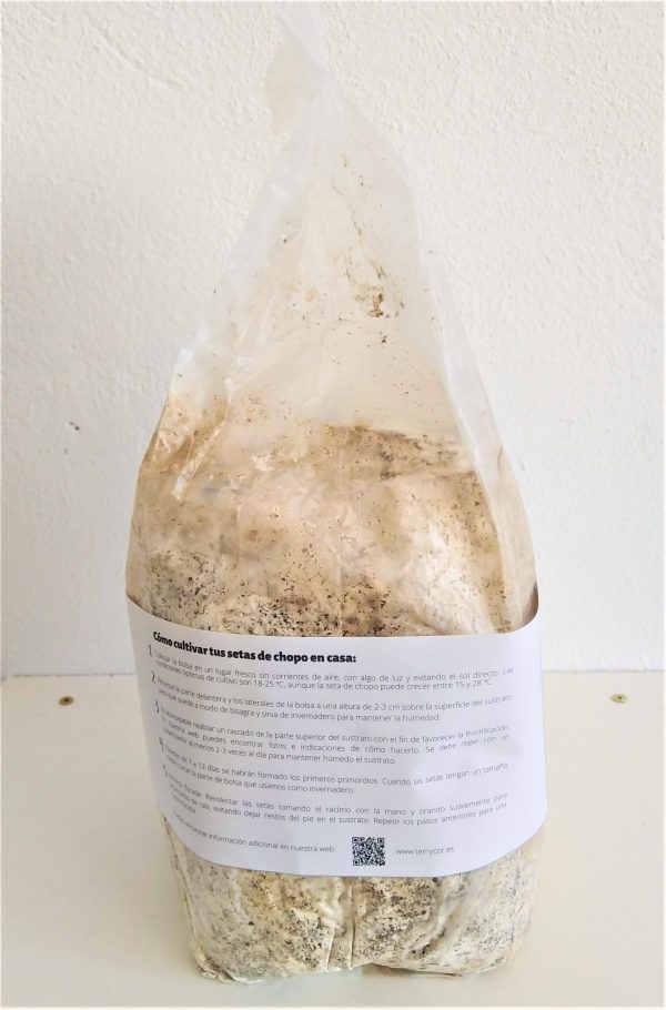 Kit de cultivo de melena de leÃ³n ECO