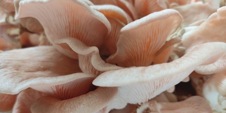 Seta rosa (Pleurotus djamor) - Temycor