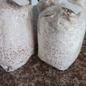 Bolsas micelio grano