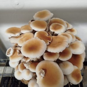 Alpaca de cultivo de setas de chopo