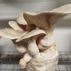 kit cultivo setas cardo coreano