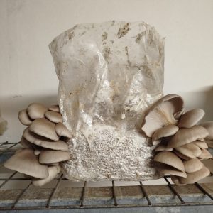 kit de cultivo ostra con setas