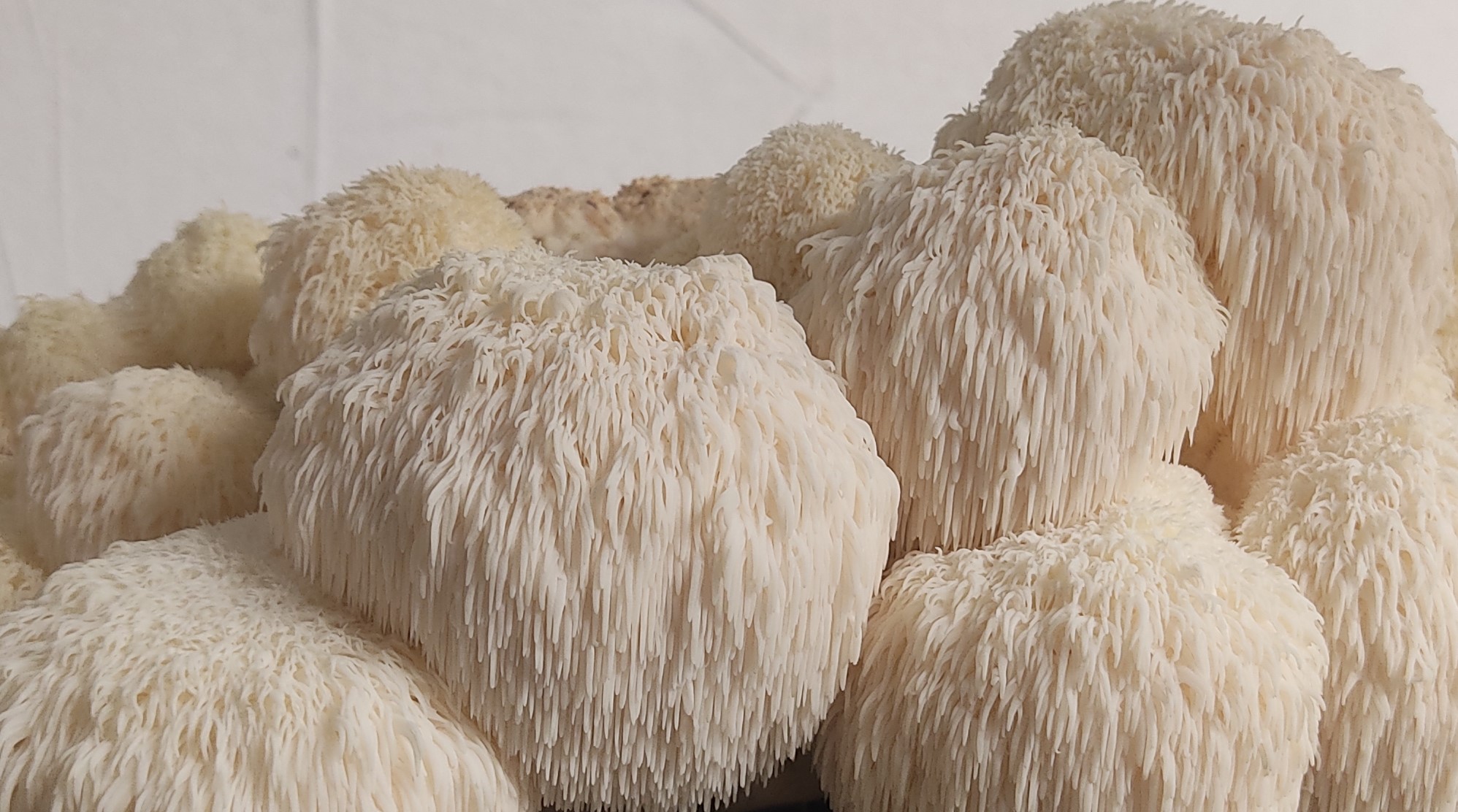 Kit de cultivo de melena de león ECO - Imagen 3