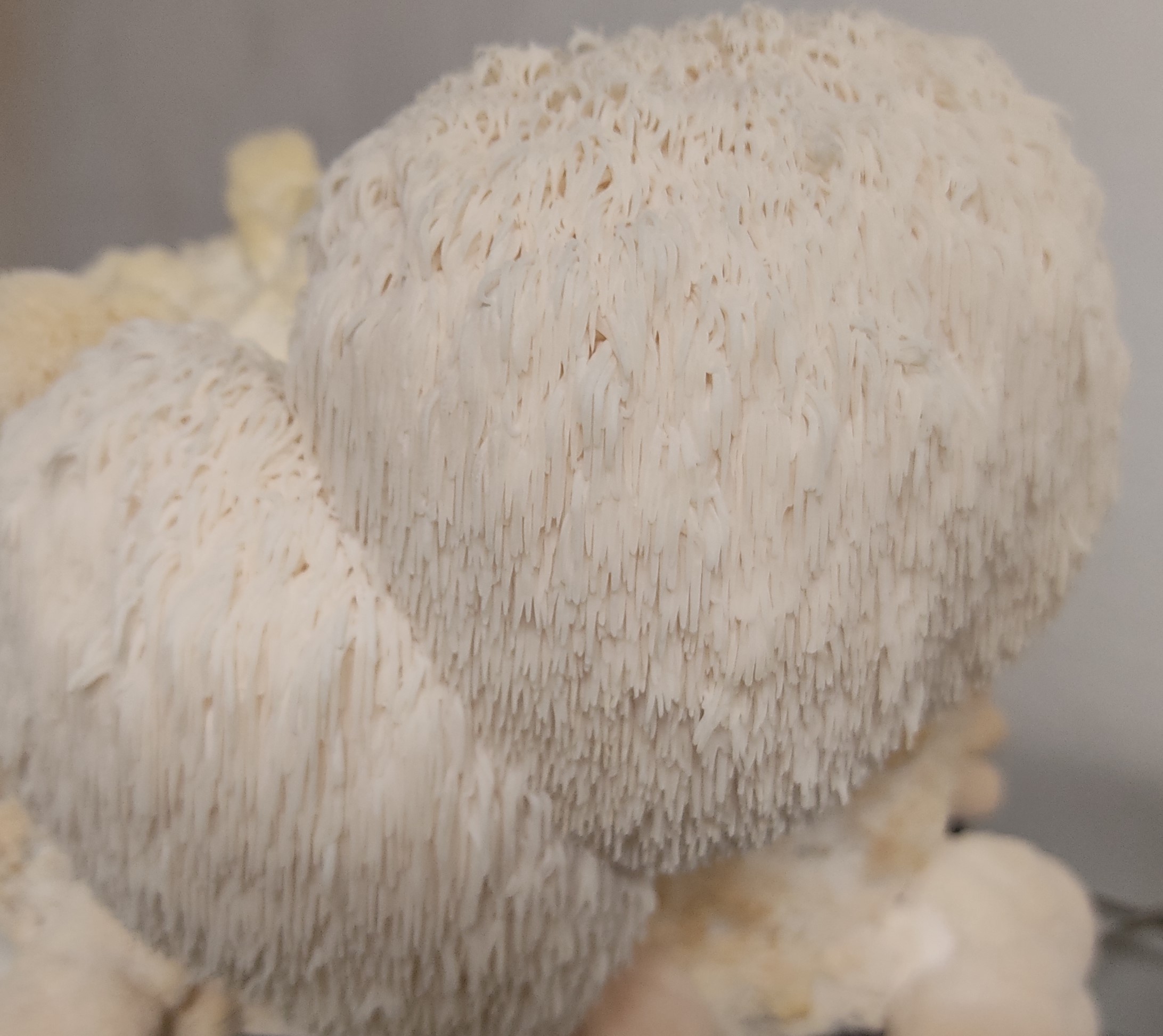 Kit de cultivo de melena de león ECO - Imagen 2